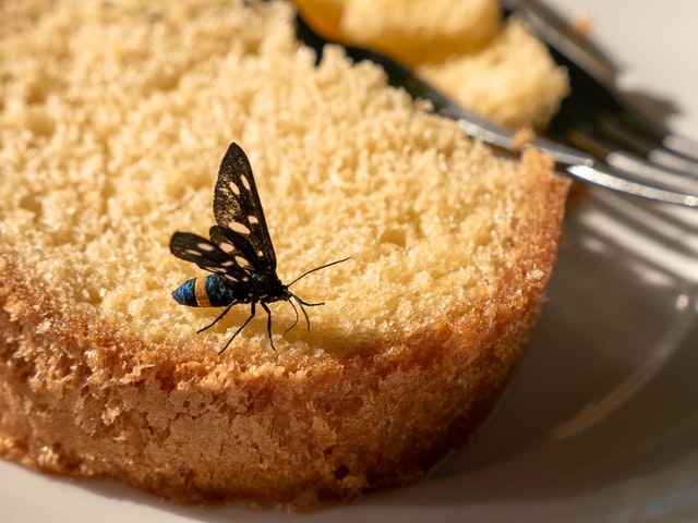 hmyz na koláči